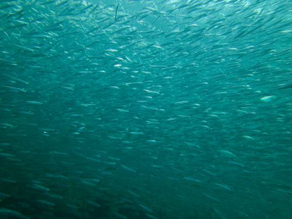 Um gigantesco cardume de peixes minúsculos em Anse La Roche, praia no norte de Carriacou, ilha ao norte de Granada
